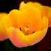 Tulip 260408_2